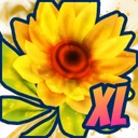 XL Aureate Sunflower