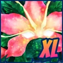 XL Hibiscia