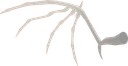 Dragon Wing Bone