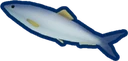 Atlantic Herring