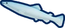 Blue Loach