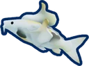 Golden Koi