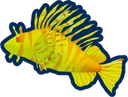 Golden Lionfish