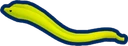 Green Moray Eel