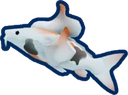Koromo Koi