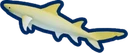 Lemon Shark