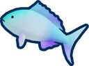Queen Parrotfish