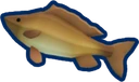 River Carp