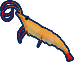 Shrimp