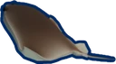 Stingray